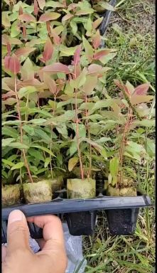 来宾桉树苗出售，品种都有，价格便宜，欢迎场地看苗