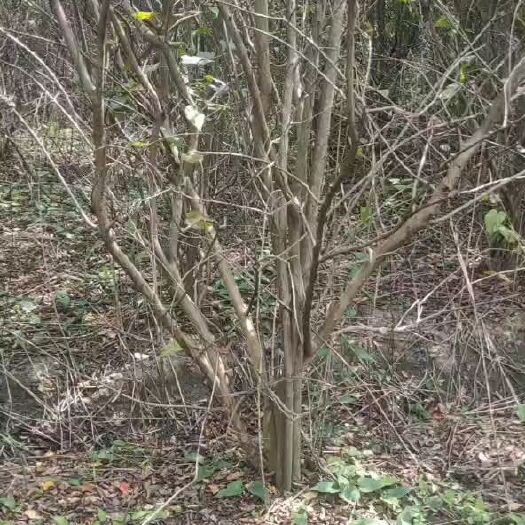 沭阳县 丛生红花紫薇