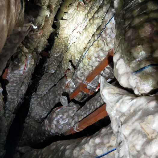 金乡县金乡大蒜  金乡本地混级亮袋出库中，价格低皮色好个头均匀。