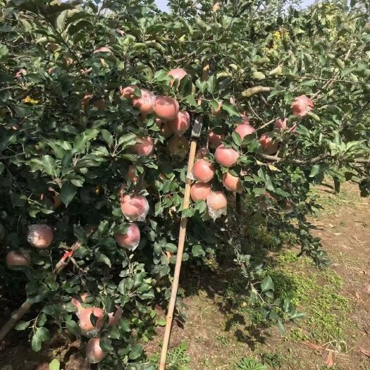 丰县丑苹果 保证质量让您满意