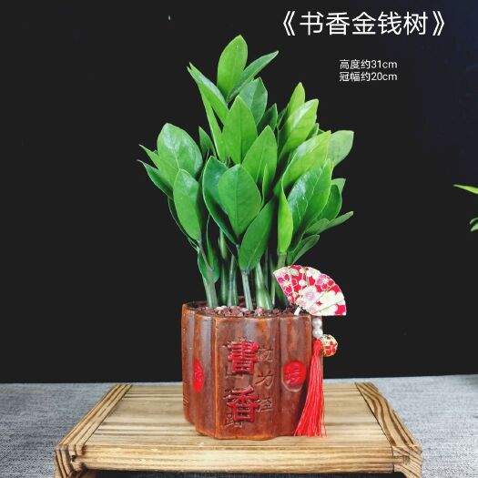 广州金钱树盆栽植物室内钱串子招财客厅办公室绿植花卉四季常青小盆景