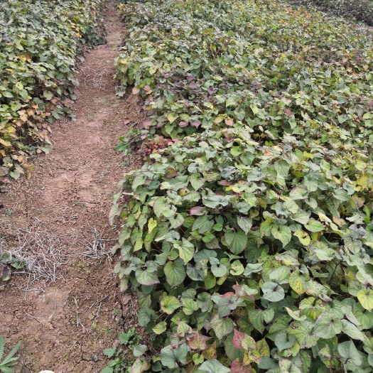 绵阳红茎鱼腥草  红茎 鱼腥草 泥根 野生种 小鱼腥草