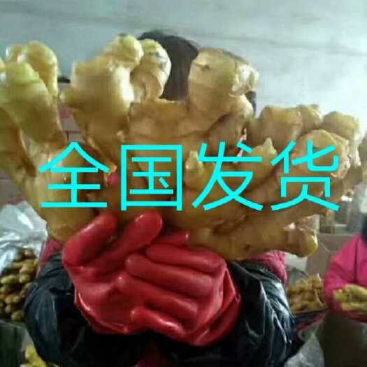蒙阴县大黄姜  生姜批发优质，小黄姜产地直销货源充足一手货源全国发货