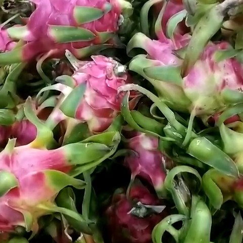 河口县火龙果 云南省红河哈尼族彝族自治州河口瑶族自治县 电商果 红色