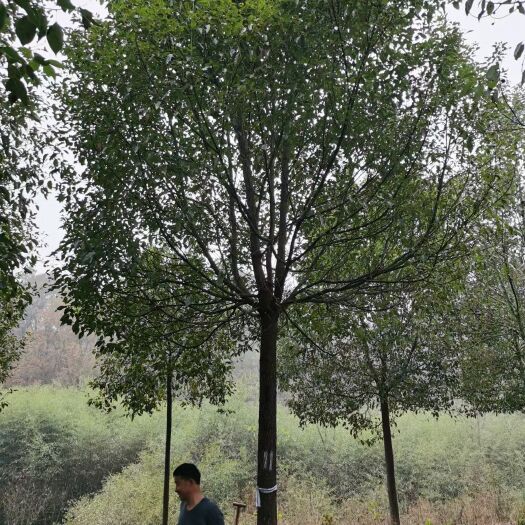 孝昌县 小叶香樟树