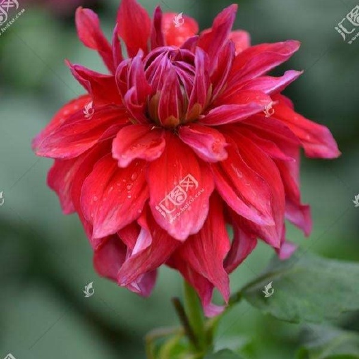 平邑县大丽花苗