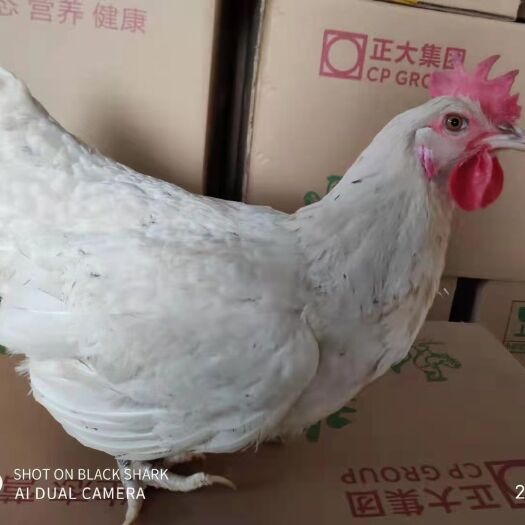 合肥粉蛋  精品双色白凤鸡蛋，正大出品，必属精品！