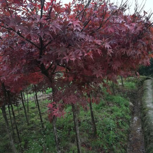 靖州县枫香树 红枫