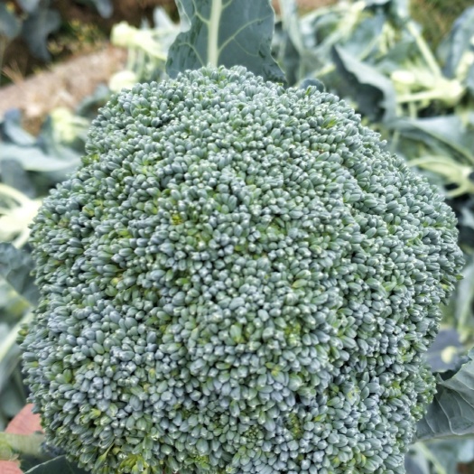 格福西兰花 三门县西兰花种植基地，大量上市，货源冲足。