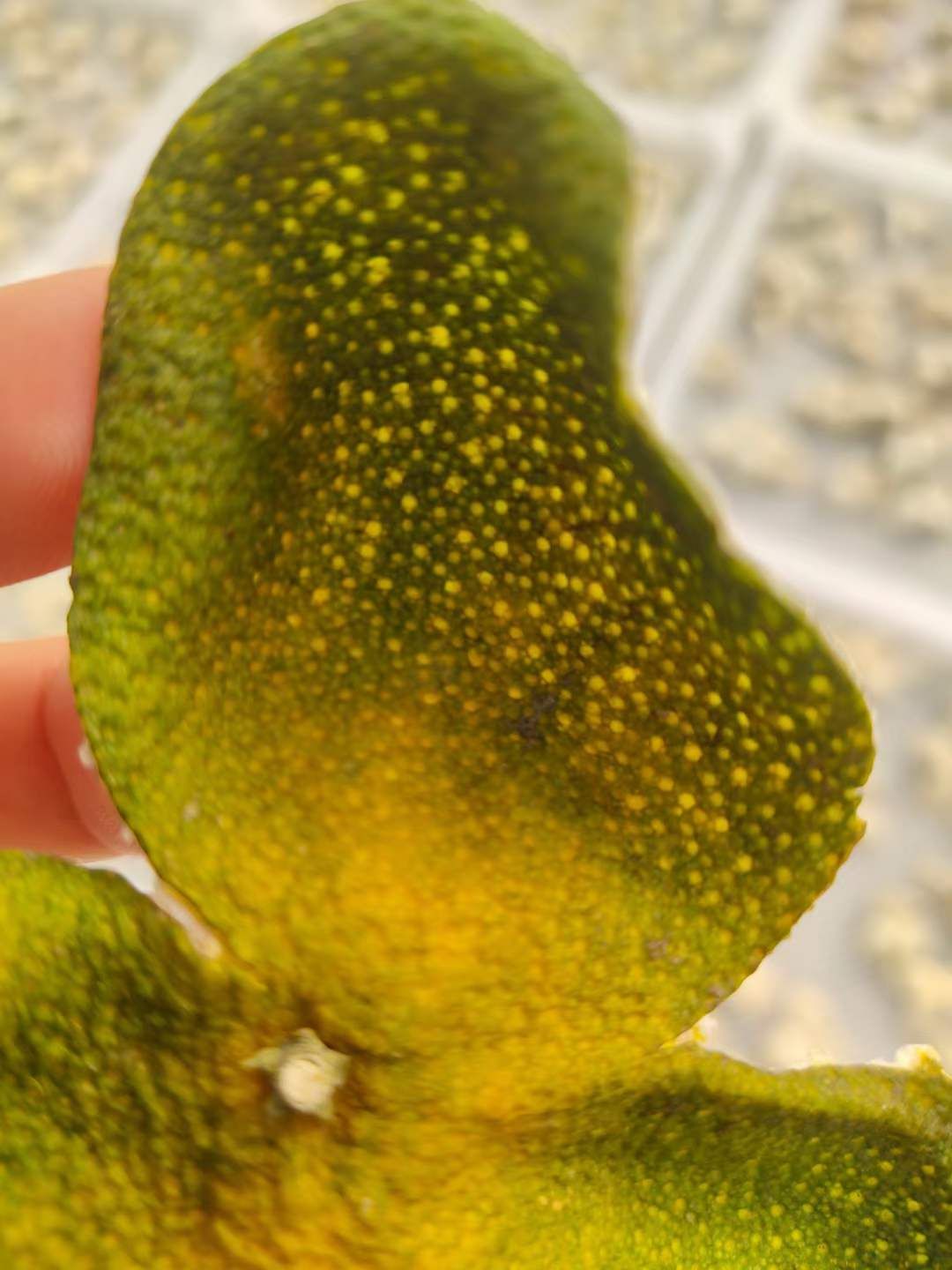 新会陈皮 一年陈 天马皮