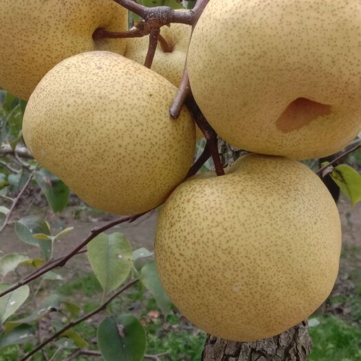 酥梨  黄河故道百年老梨树产的梨，酥脆爽口，皮薄，肉细。润肺