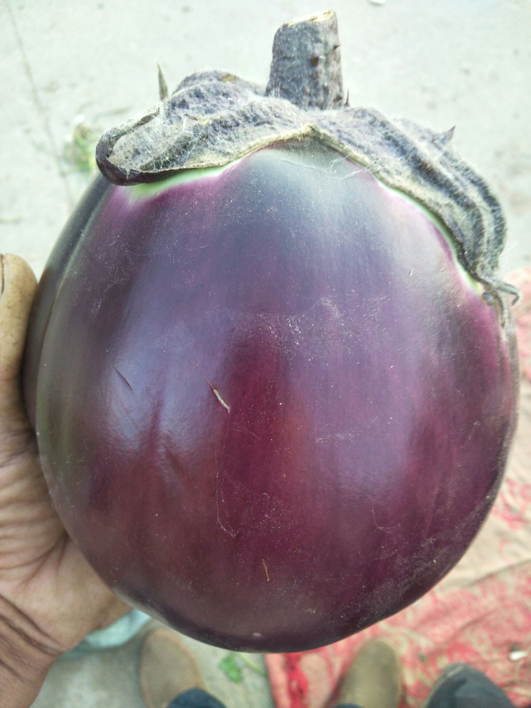 大红袍圆茄子苗，天圆紫茄子苗等