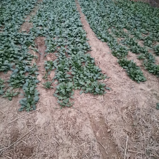 巨野县 露天陆地大叶菠菜