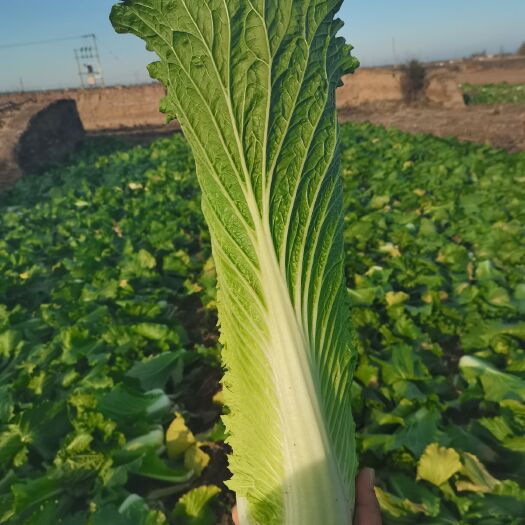 秋绿白菜 秋绿青麻叶白菜，质量好产地直供一手货源