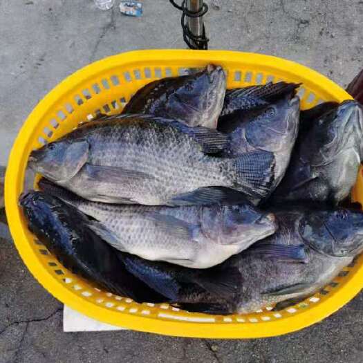 珠海脆肉罗非鱼 