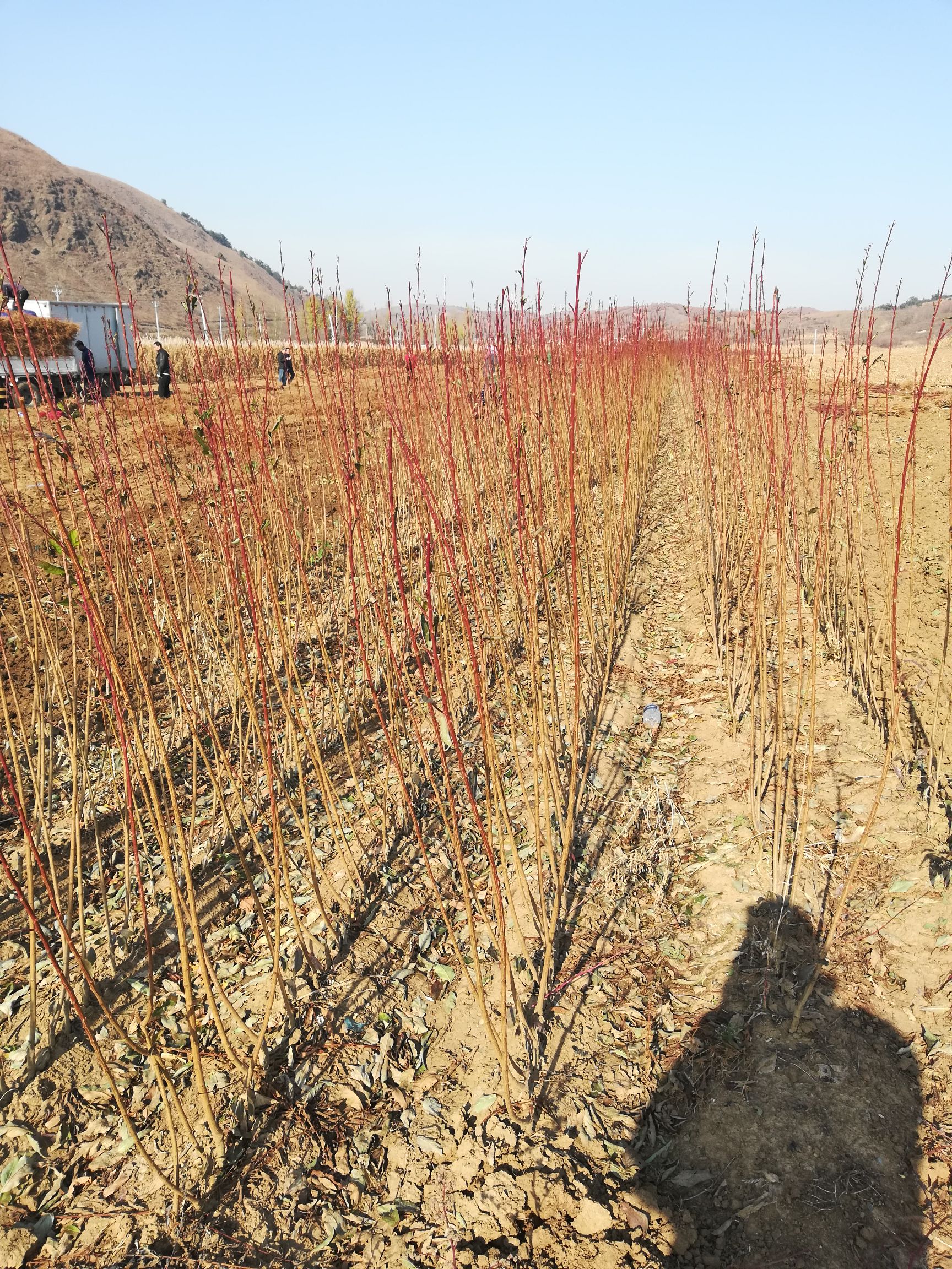 大红袍李子苗  （纯真种苗） 大红袍李子树苗 离核品种