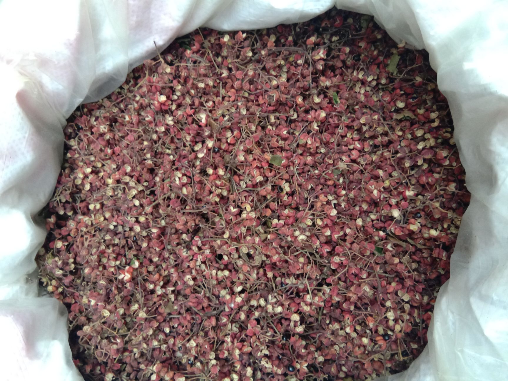  陕西富平大红袍花椒，