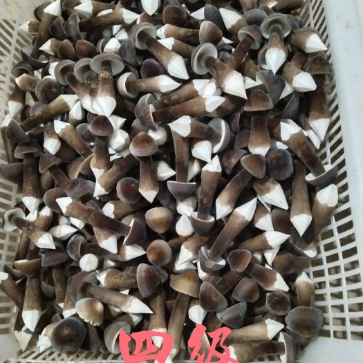 周至县鸡枞菌  黑皮鸡枞