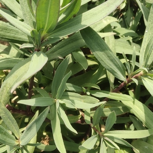诸城市山苏菜 