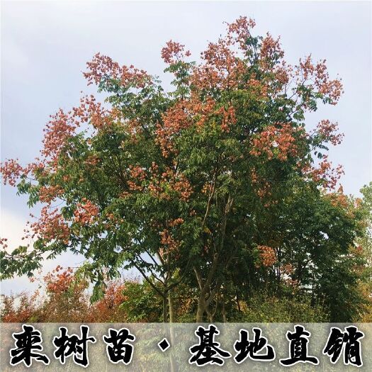 黄山栾树  栾树苗栾树小苗黄山栾北京栾工程绿化苗木行道树庭院风景树