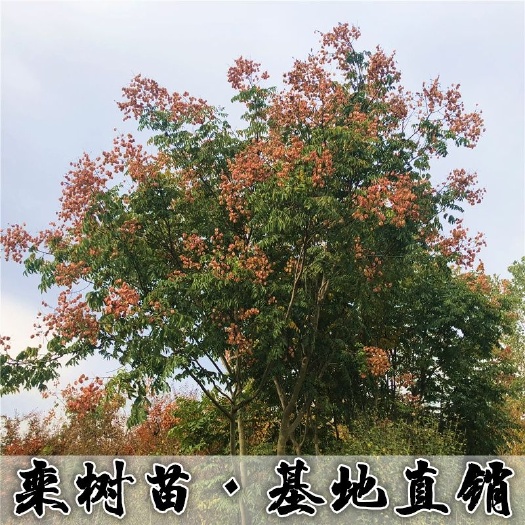 沭阳县黄山栾树  栾树苗栾树小苗黄山栾北京栾工程绿化苗木行道树庭院风景树