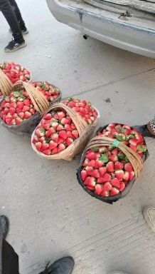 淮南长丰草莓 长丰红颜草莓精品双流等