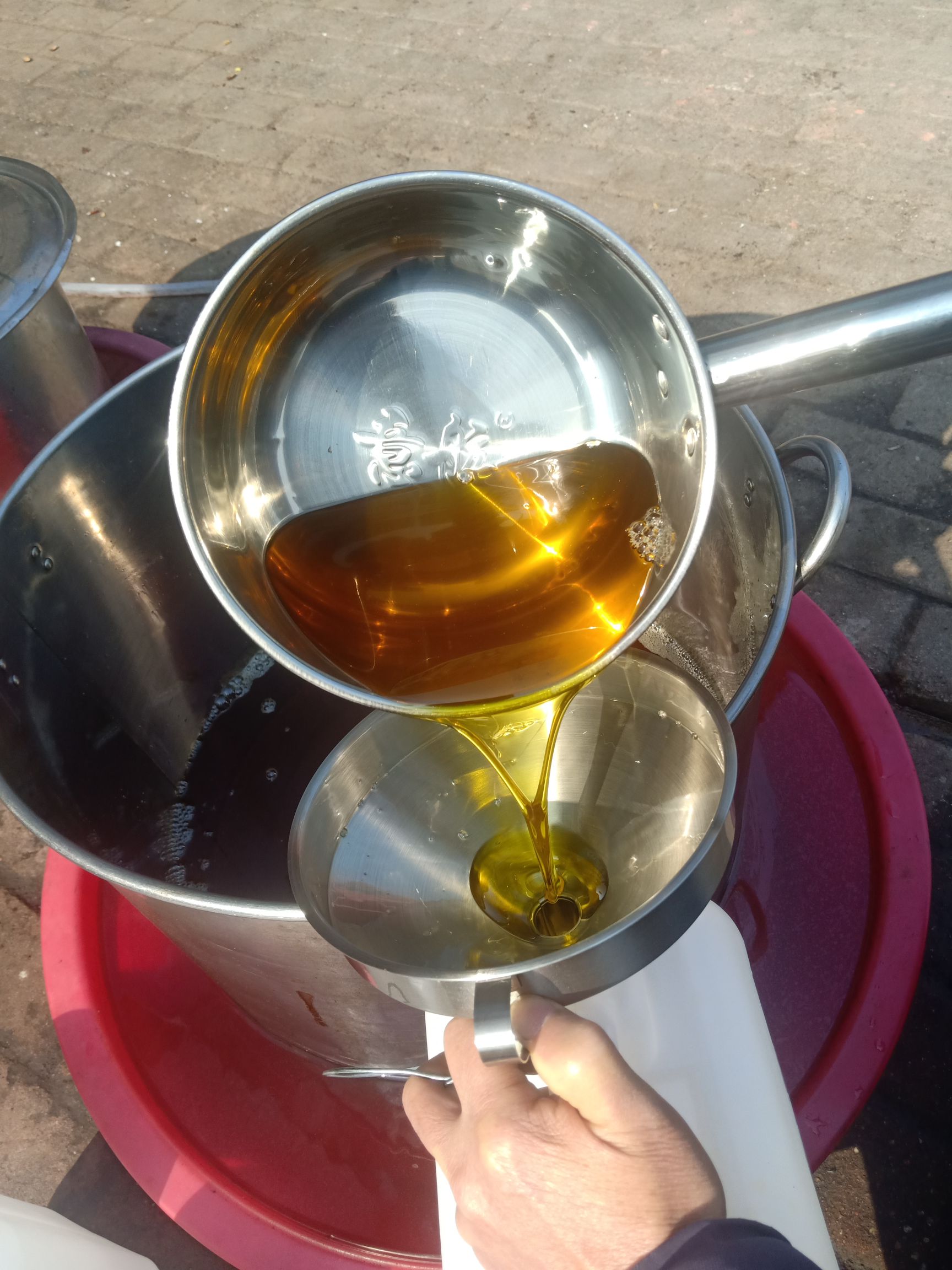 油茶籽 高产油茶子长林糸品种出油率高油品质好可以现场压榨
