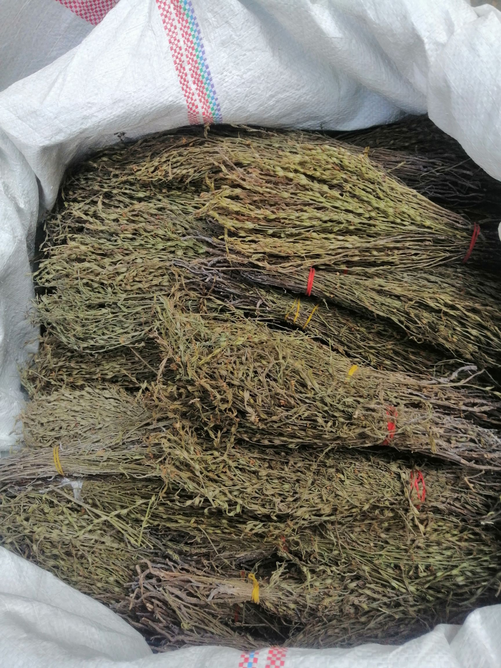 独脚柑  缅甸名贵药材独脚金