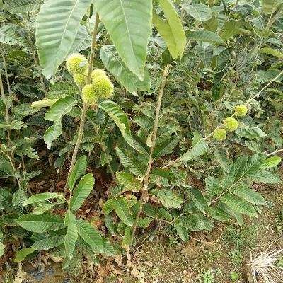 大红袍板栗苗  板栗树苗盆栽地载南北方种植粒大品种齐全