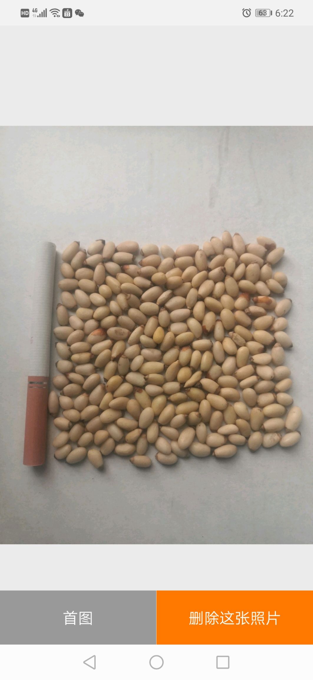 松子仁  华山大颗粒松仁大量出售一等货，口感好，质量杠杠的欢