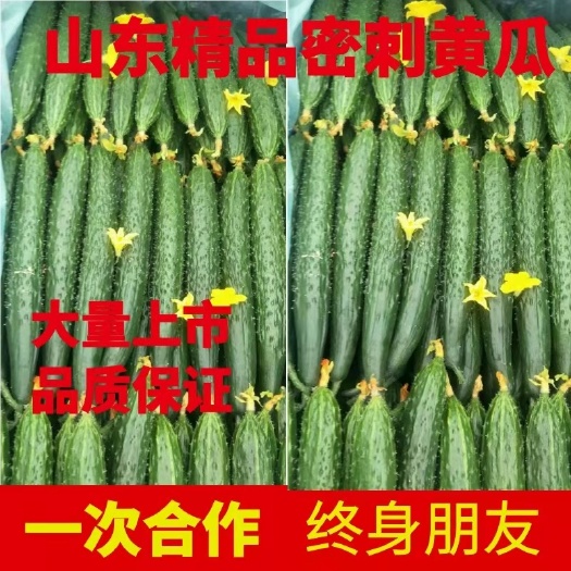 兰陵县山东兰陵刺黄瓜
油亮黄瓜供应商超电商产地直发