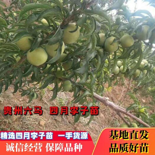 镇宁县李子树苗  四月份成熟  产量高  脱骨李  脆 甜