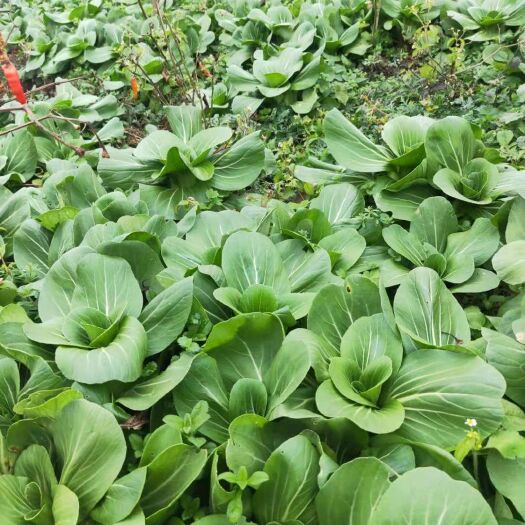 纳雍县上海青，露天种植