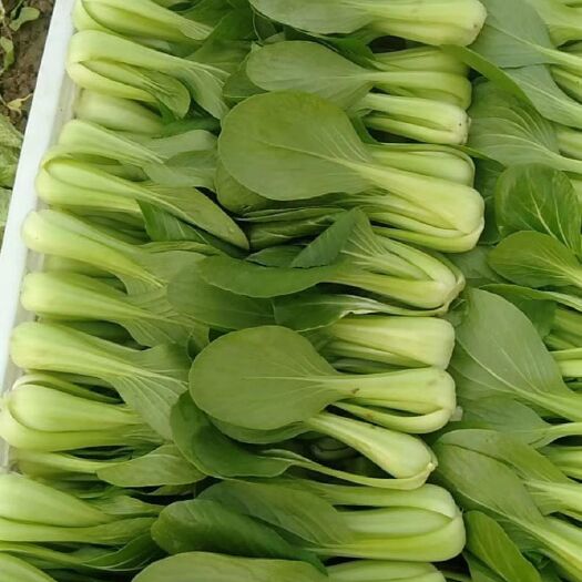 曹县油菜苗