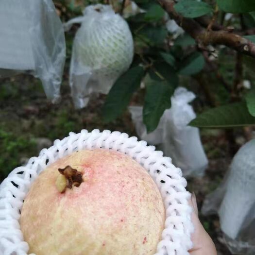 陵水县白心番石榴  海南七礼香芭乐