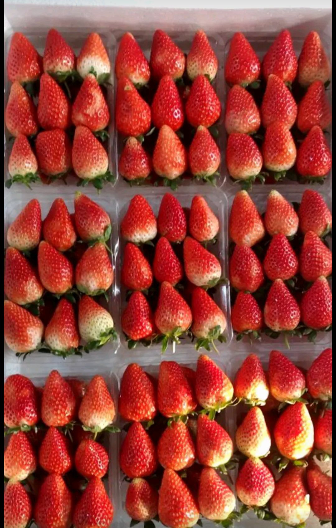 邳州市精品奶油草莓 妙香草莓大量上市 商超对接 市场 欢迎来电咨询