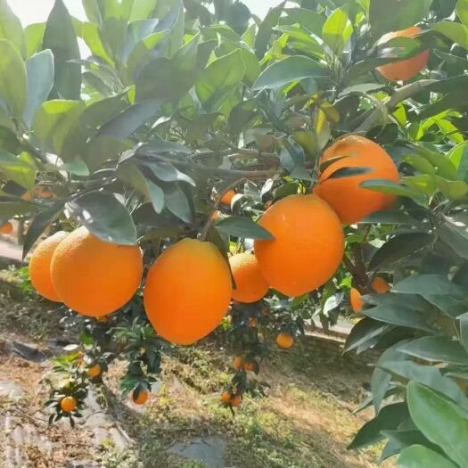新宁县崀山脐橙 特级果 