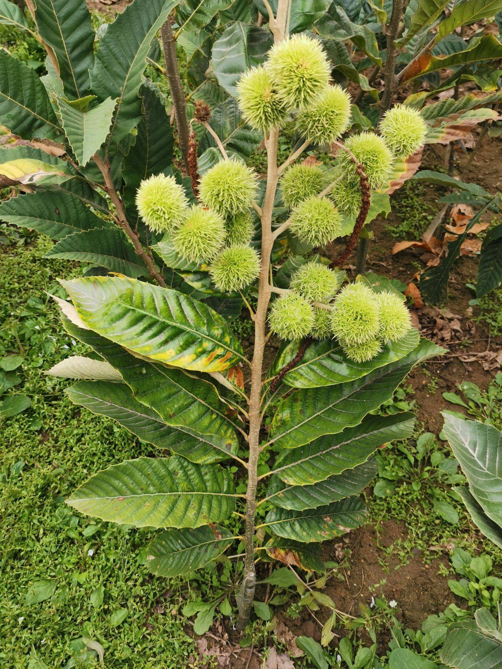 大红袍板栗苗  板栗树苗盆栽地载南北方种植粒大品种齐全