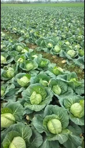 天门市绿包菜 1.5~3.0斤