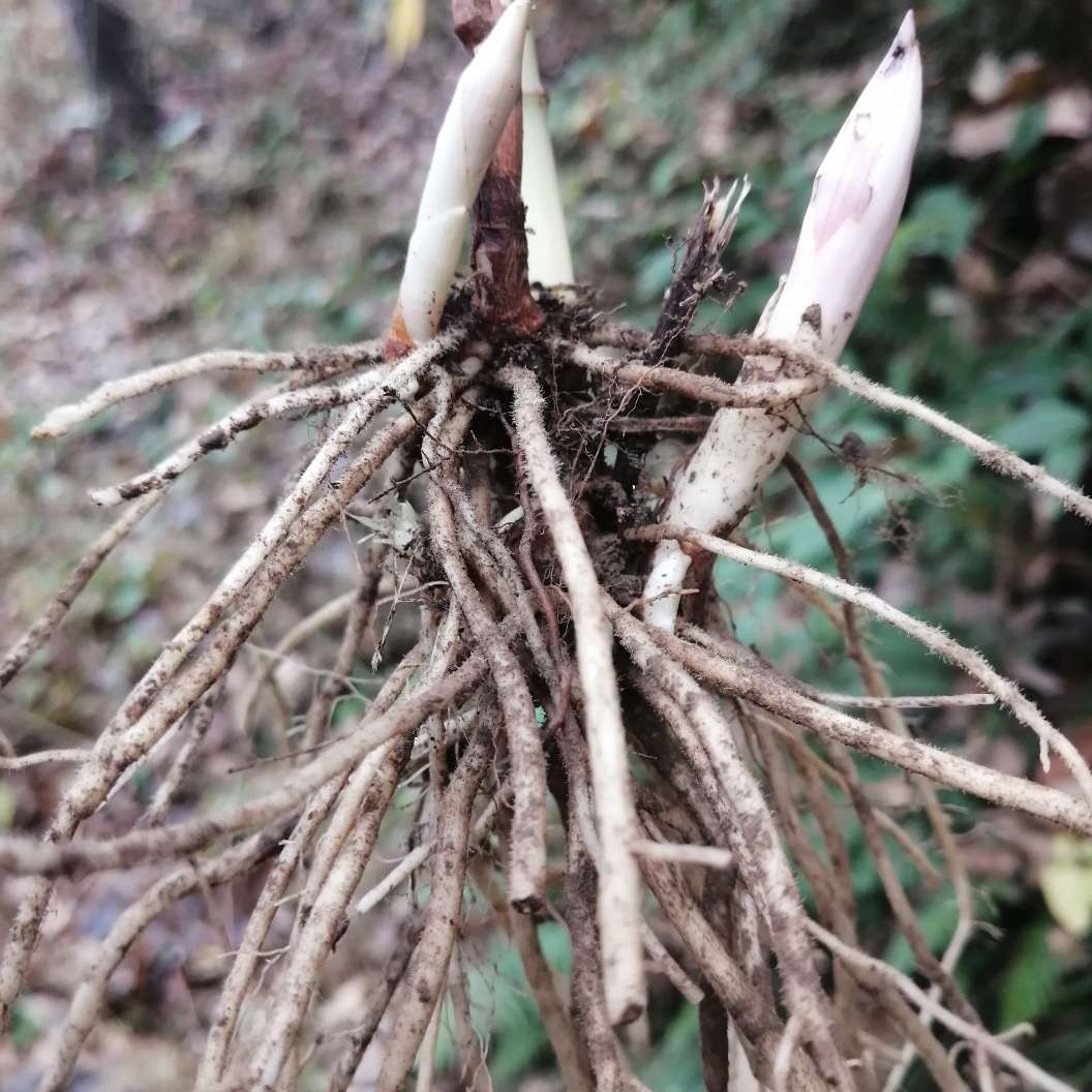 竹苗 万寿竹白毛七苗阳台庭院盆栽观赏药材花卉园林绿化工程现挖满