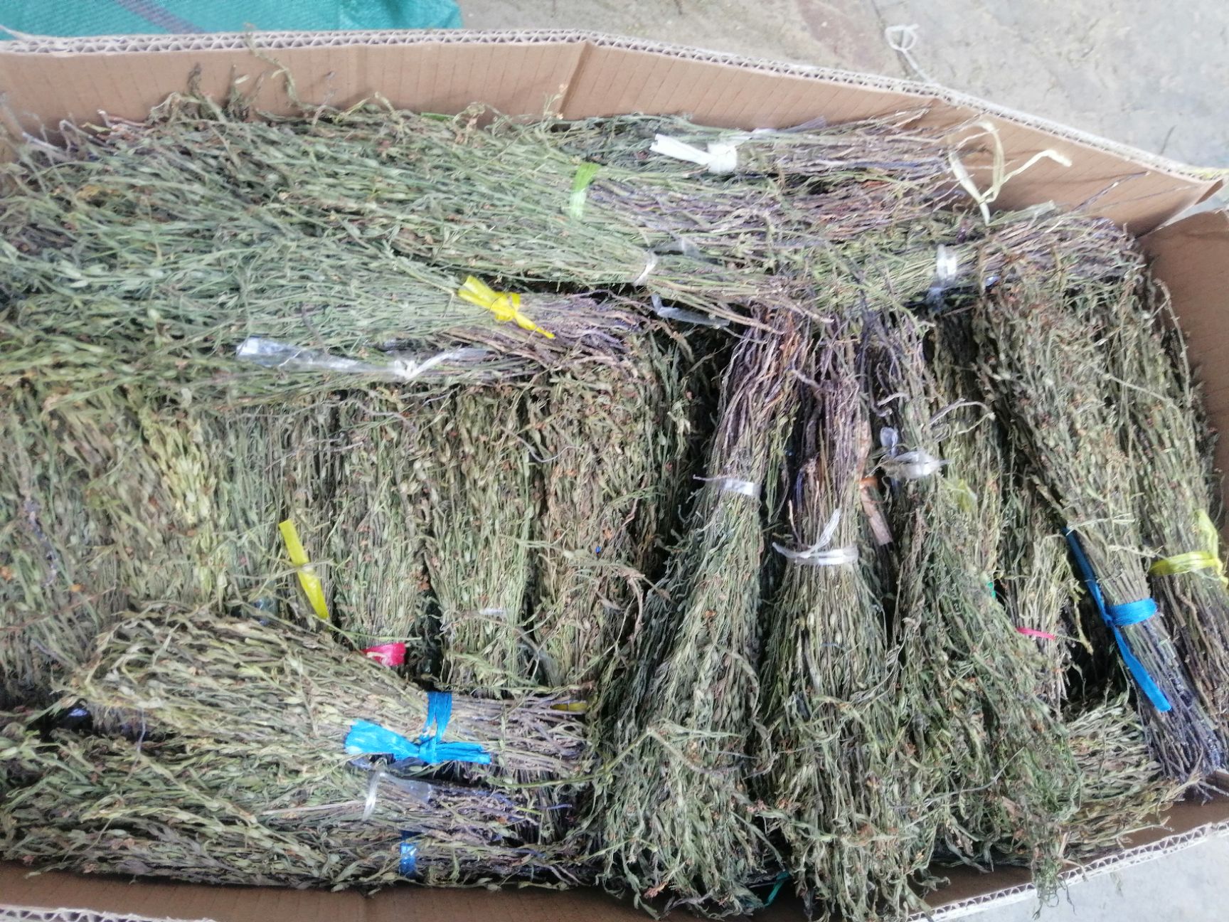 独脚柑  缅甸名贵药材独脚金