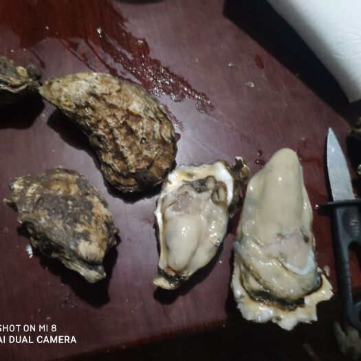 唐山河北生蚝 河北牡蛎肥度好，价格童叟无欺，无沙