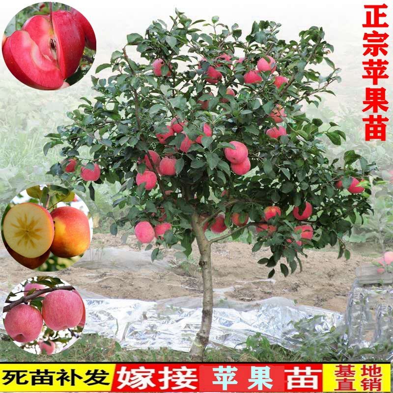 平邑县嗄啦苹果树苗  嘎啦苹果树苗优质嫁接苗保证品种全国保湿发货适合南北方种植