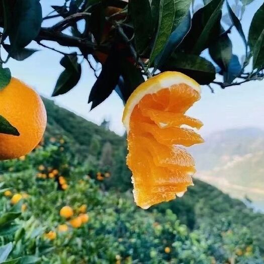 秭归县 秭归脐橙现摘现发批发零售