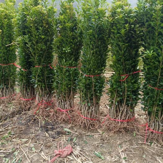 靖州县杨梅树  品种多（乌梅，东魁和台梅），规格全，数量大，价格优