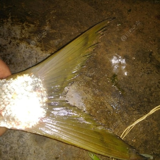 黄尾鲴 黄尾陆浑水库黄尾