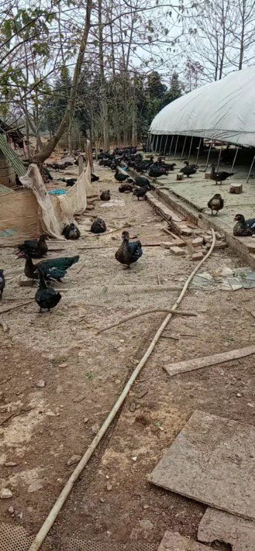  120多天玉土公番鸭