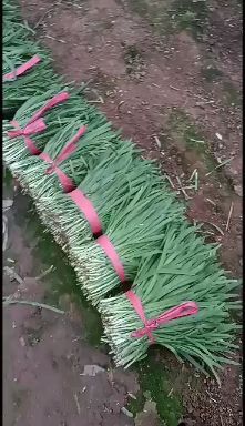长子县大叶韭菜 太空韭菜，大叶片肥厚根粗细均匀，保证质量，超市