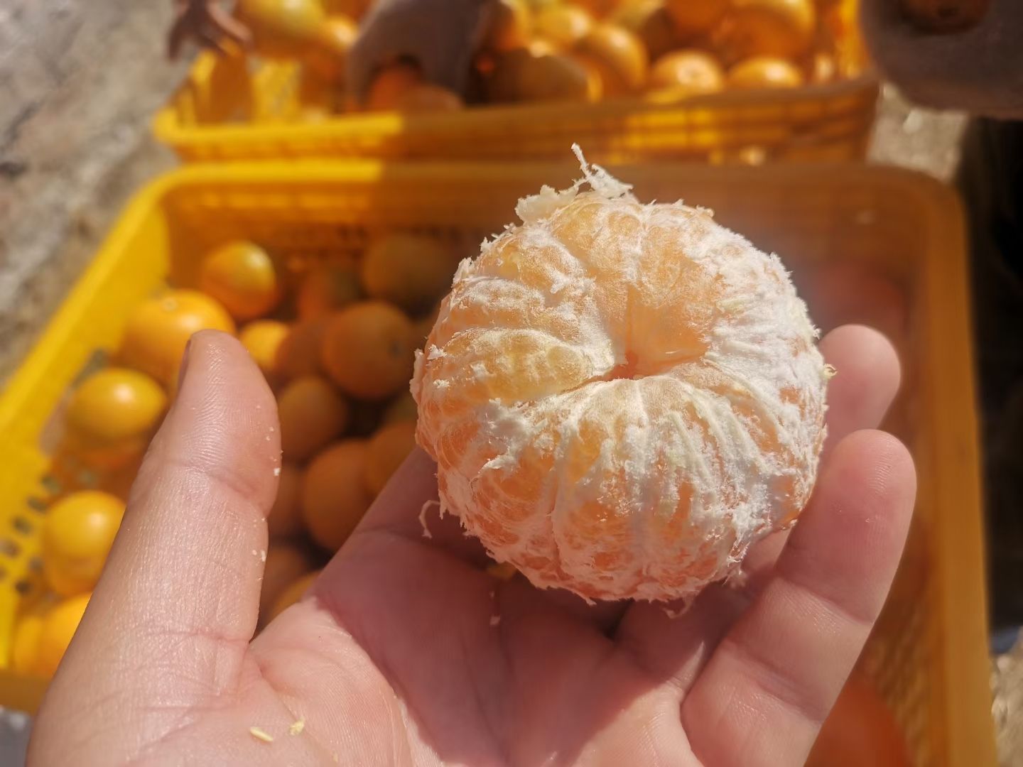 广西甜多汁沃柑