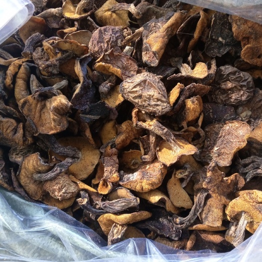 隆化县蘑菇 松蘑干，松树蛾子，粘团子，土信，一手货源，量大从优！！